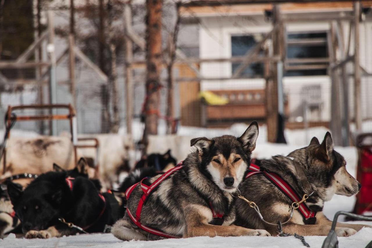 Mattarahkka Northern Light Lodge Kiruna Dış mekan fotoğraf